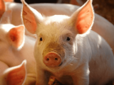 Giá lợn hơi hôm nay 27/3 thấp nhất đạt 71.000 đồng/kg