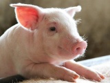 Giá lợn hơi sáng 5/4 dao động từ 73.000 - 77.000 đồng/kg