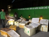 Nghệ An: Bắt giữ xe khách chở gần 1 tấn thịt trâu bò, trứng gà non thối