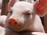 Cập nhật diễn biến giá lợn hơi ngày 17/4 trên cả 3 miền