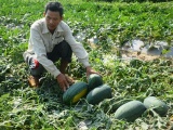 Quảng Nam: Hàng ngàn gốc dưa hấu sắp thu hoạch bị phá hoại