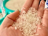 Xuất khẩu gạo Việt sôi động trở lại