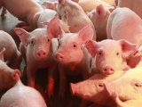 Giá lợn hơi ngày 14/5 tiếp tục giảm, thấp nhất 64.000 đồng/kg