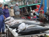 Kim ngạch xuất khẩu cá ngừ tăng mạnh trong tháng 4/2021
