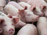 Việt Nam tạm ngừng nhập khẩu lợn sống từ Thái Lan để ngăn dịch bệnh