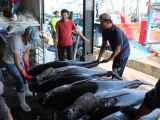 Xuất khẩu cá ngừ sang Canada tăng mạnh