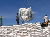 Lượng gạo nhập khẩu từ Ấn Độ về Việt Nam tăng mạnh