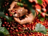 Thị trường nông sản 26/6: Giá cà phê tăng nhẹ, hồ tiêu được giữ ổn định