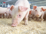 Giá lợn hơi hôm nay 6/7 giảm sâu tới 6.000 đồng/kg