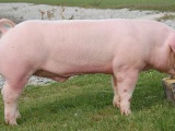 Giá lợn hơi ngày 29/7/2021 cao nhất đạt 56.000 đồng/kg
