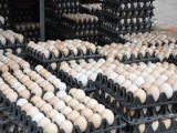 Trứng gà tăng giá gấp đôi, nhiều chợ tại Hà Nội vẫn cháy hàng