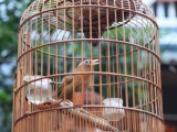 Canh Hoạch - Nức tiếng làng nghề truyền thống 'xây nhà' cho chim cảnh