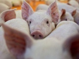 Bảng giá lợn hơi ngày 23/8/2021: Cao nhất đạt 57.000 đồng/kg