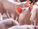 Giá lợn hơi ngày 24/8 biến động 1.000 - 3.000 đồng/kg