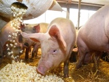 Giá lợn hơi ngày 28/8 giảm 1.000 - 2.000 đồng/kg