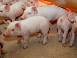 Giá lợn hơi ngày 5/9 cao nhất đạt 55.000 đồng/kg