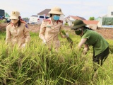 Công an Quảng Bình xuống đồng gặt lúa giúp dân tránh dịch Covid - 19