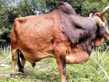 Ninh Thuận: Hàng nghìn con trâu, bò nhiễm bệnh viêm da nổi cục
