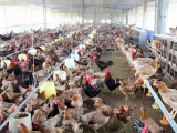 Gần 10 triệu con gà chưa thể xuất chuồng do ảnh hưởng của dịch bệnh