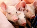Thị trường lợn hơi ngày 7/9 biến động 1.000 - 2.000 đồng/kg