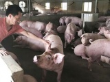 Giá lợn hơi ngày 11/9/2021: Tiếp tục giảm 1.000 - 2.000 đồng/kg