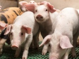 Giá lợn hơi hôm nay giảm từ 1.000 - 4.000 đồng/kg