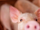 Giá lợn hơi tăng nhẹ 1.000 - 2.000 đồng/kg ngày 18/9