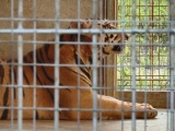 Nghệ An: 9 con hổ còn sống sau vụ giải cứu hiện ra sao?