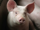 Giá lợn hơi ngày 26/9 cao nhất đạt 53.000 đồng/kg