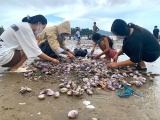 Nghệ An: Hàng trăm tấn ngao dạt vào bờ biển sau mưa bão