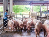 Giá lợn hơi ngày 3/10 giảm từ 1.000 - 5.000 đ/kg