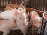Giá lợn hơi ngày 7/10 bất ngờ bật tăng 3.000 đồng/kg