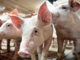 Giá lợn hơi ngày 17/10 cao nhất đạt 40.000 đồng/kg