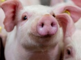 Giá lợn hơi hôm nay 20/10 tiếp tục giảm