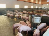 Giá lợn hơi ngày 27/10 tăng từ 1.000 - 5.000 đồng/kg