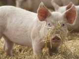 Thị trường ngày 3/11: Giá lợn hơi dao động từ 45.000 - 50.000 đồng/kg
