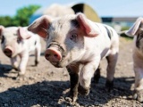 Thị trường 6/11: Giá lợn hơi giảm 1.000 - 2.000 đồng/kg