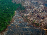 Diện tích rừng Amazon bị tàn phá cao nhất trong 15 năm