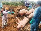 Thủ tướng Chính phủ yêu cầu không để dịch tả lợn Châu Phi lây lan diện rộng