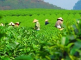 Việt Nam trở thành thị trường cung cấp chè lớn thứ 7 cho Hoa Kỳ