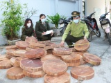 Hà Giang: Bắt và thu giữ 58 khúc gỗ nghiến dạng thớt