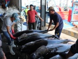 Giá cá ngừ tăng cao, ngư dân phấn khởi trước Tết