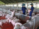 Giá lợn hơi vẫn ổn định, chỉ tăng nhẹ dịp cận Tết Nguyên đán 2022