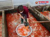 Phú Thọ: Cá chép đỏ giá tăng cao, người dân làng Thủy Trầm bội thu trước tết