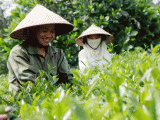 Làng nghề chè Phú Thịnh: Nỗ lực xây dựng thương hiệu “Chè Phú Thọ”