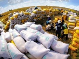 Hơn 55.000 tấn gạo Việt Nam được hưởng thuế suất 5% khi xuất khẩu sang Hàn Quốc
