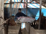 Quảng Bình: Trời rét đậm, rét hại khiến nhiều gia súc bị chết