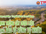 Kon Tum: HTX Nông nghiệp Tuyết Sơn Kon Plông đẩy mạnh trồng cây dược liệu và chú trọng bảo vệ rừng tự nhiên