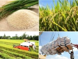 Giá gạo xuất khẩu của Việt Nam tăng mạnh, cao nhất trong hơn 3 tháng