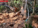 Kon Tum: Khởi tố 4 đối tượng trong vụ phá rừng ở huyện Kon Plông